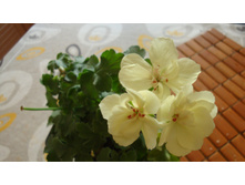 PAC Fiirst Yellow imp.JPG