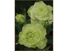 ���� ������.jpg