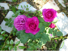 ����� ����