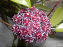 pubicalyx 'Silver Pink'.