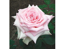 ����� 06.jpg