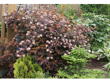 ������������� ����� �'�� 2-����� 176���..jpg