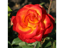 ��� �������.jpg