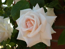 ���� �����.jpg