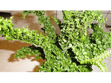 574271b5a0f6b dsc05878.JPG