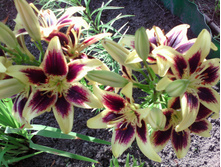 IMG 20160718 170337.jpg