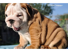 ��������� �� ����� 18.08.16 067.JPG