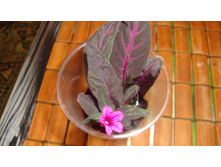 ������� Portellae