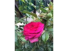 IMG 6502 — �����.JPG