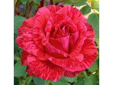 ��� �������.jpeg