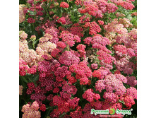 ������������� ����������� ��� ������ 90