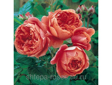 ������ ����.jpg