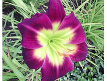 IMG 20160808 082144.jpg