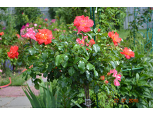 ������� ����������