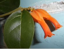 Juanolloa Mexicana.
