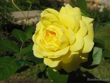 ���� ������.jpg