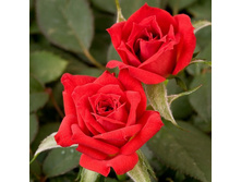 ���� �������.jpg