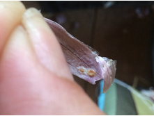 ������� �������