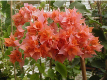 ����������� Australian Gold-��������.....