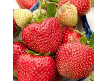 ��������� �� ���� 50���..jpg