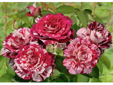 ����� ��������.jpg