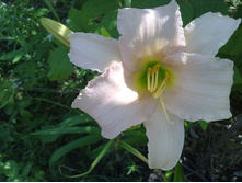 �������� �����-�������.jpg