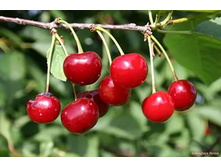 ����� ��������� 2� (yfkbxbt 4in) 520���..jpg