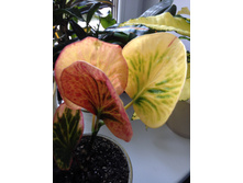 Codiaeum Tha Wasukree