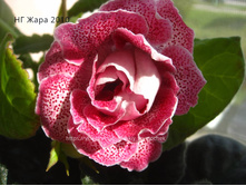 �� ���� 2010