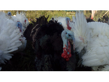 ����� ������������