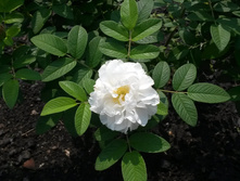 Louise Bugnet 2016�