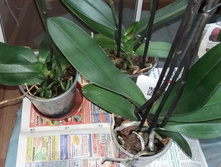 20160827 071817.jpg