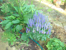 DSC05161 - ����� - �����.JPG