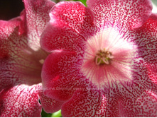 ������� � ����� ����������