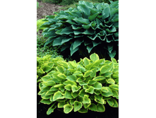 ����� ������ �����.140