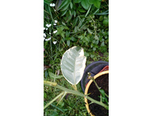 ������ 11.jpg