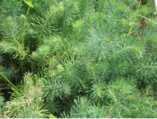 ����� 021.jpg