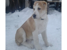 ������ ����� ������