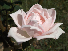 DSCF7349.JPG