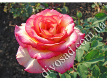 �������� (Queen Amazone).jpg