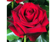 ���� �������.jpg