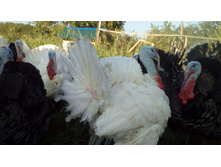 IMG 20160807 174004.jpg