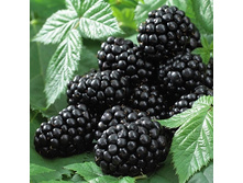 ������� ���� ����� 2-����� 280���.jpg