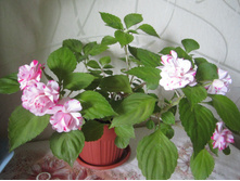 ������������ 006.jpg