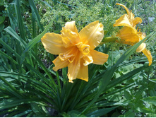 �������� �������� �����.2.jpg