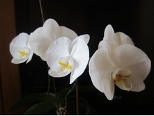 ����� 007.jpg