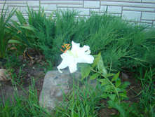 DSC05143 - ����� (2).JPG