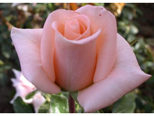 ������ �����.jpg