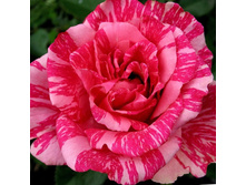 ���� �������.jpg