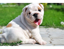 ����� �������� 053.JPG